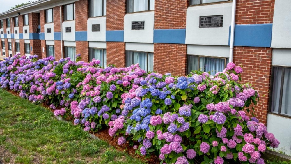 Hyannis Plaza Hotel Image 13